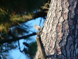 bird on a tree trunk under the bright sun