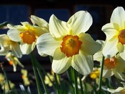 Closeup picture of daffodils