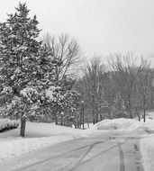 road to winter forest