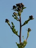 picture of the creeping thistle