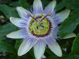 passion flower with large pistils