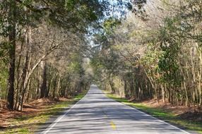 empty road in the countryside south carolina