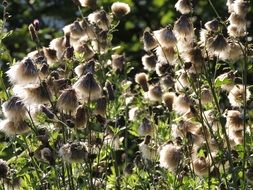 thistle seeds
