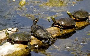 four turtles on a log in a lake in Canada