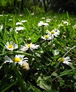 daisies in a field