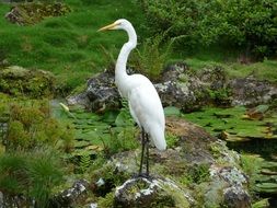 white heron on a stone by the pond