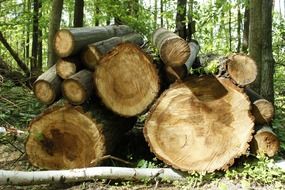 wood trunk tree forest