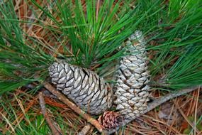 Macro photo of the pine cones on the ground
