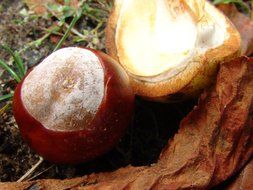 chestnut in the woods close-up