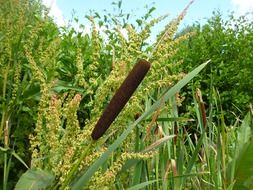 reed nature grass