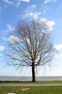 photo of a lone bare tree by the lake