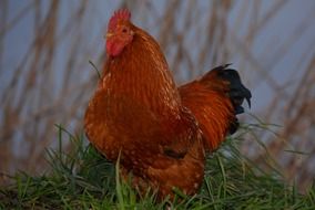red cock in a green meadow