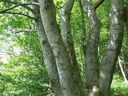 Tree trunks in the green forest