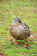 Cute farm duck on grass