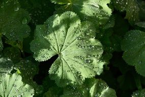 Waterfall drops on green leaves