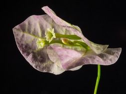 blooming bougainvillea on black background