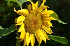 bright yellow sunflower bud