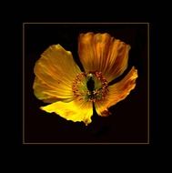 Marco picture of yellow and orange flower at black background