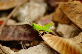 green grasshopper on fall foliage