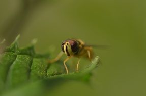 hoverfly insect