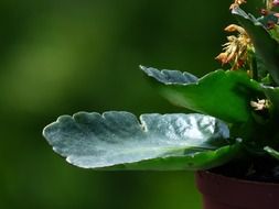 gentle and cute kalanchoe
