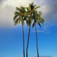 three palm trees against a blue tropical sky