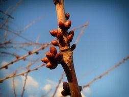 tree branch in spring against a blue sky