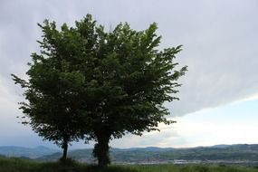 Landscape of the tree and clouds