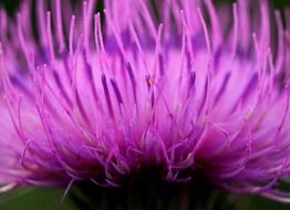 closeup of a purple wildflower