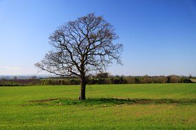lonely tree on a beautiful green meadow