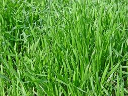 green fresh lawn grass