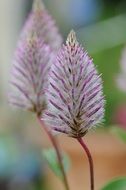 ptilotus exaltatus flower close-up on blurred background