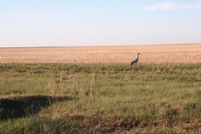 Crane on a green field