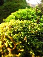 green moss in the forest close-up on a blurred background