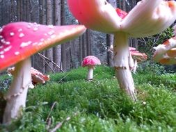 red toadstools on a clearing in the forest