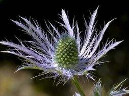 blue thistle flower closeup