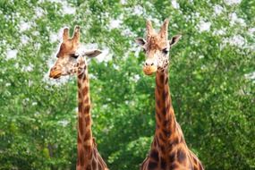 african giraffes