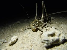 female cricket on ground at night