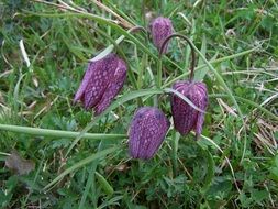 Fritillaria meleagris, chessboard flowers on meadow