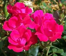 bush of pink roses on a blurred background