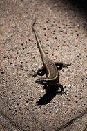 standing lizard on the ground