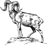 drawing in the form of a goat standing on a mountain