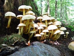 mushrooms on the ground near the tree