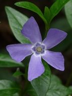 Closeup photo of periwinkle blossom