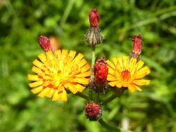 macro photo of bright wildflowers