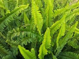 green fern in the reserve