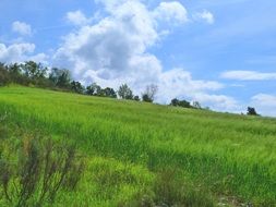 lush green grass landscape