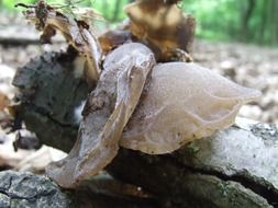 mushroom in the forest on the stone