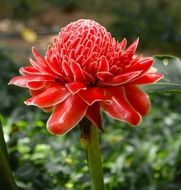 red torch ginger blossom