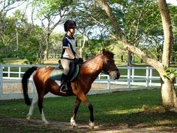 Teenager rides a horse on the green grass with trees